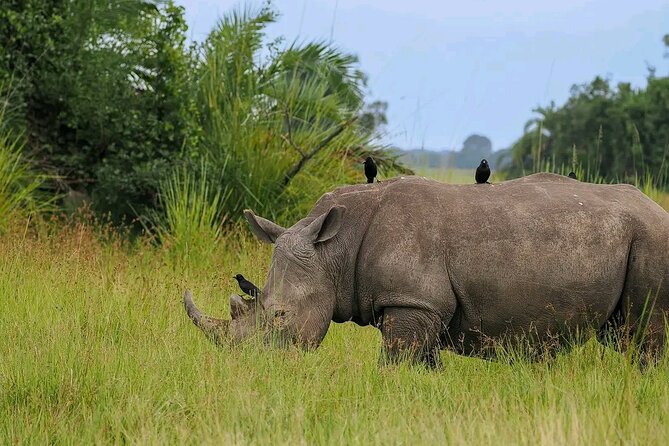 3 Day Murchison Falls and Wildlife Viewing Safari - Logistics and Transfers