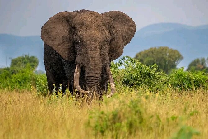 3 Day Murchison Falls and Wildlife Viewing Safari - Wildlife Viewing Opportunities