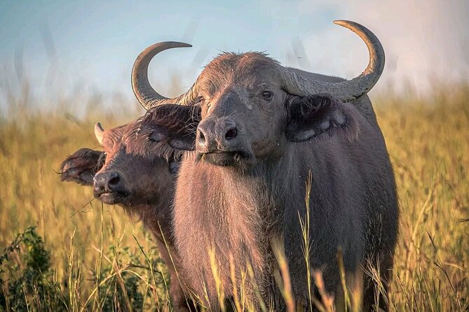 3 Day Murchison Falls and Wildlife Viewing Safari - Rhino Tracking Activity