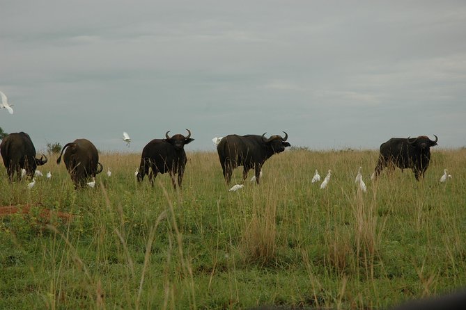 3-Day Murchison Falls National Park - Adventure Safari - Additional Information