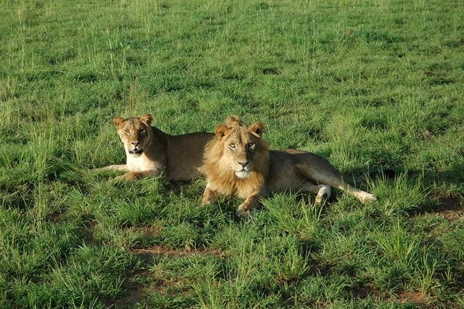 3-Day Murchison Falls National Park - Adventure Safari - Day 2: Boat Cruise and Hike