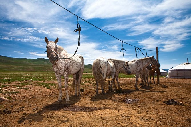 3-Day Naadam Festival Group Tour - Highlights