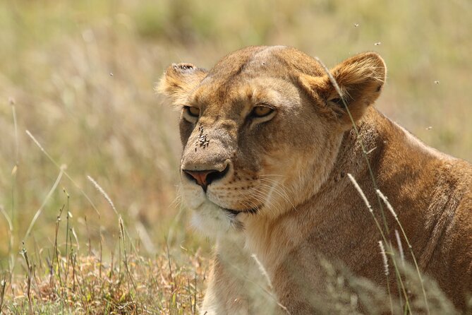 3-Day National Parks Safari From Arusha Including Tarangire - Key Points