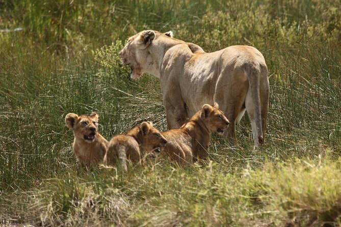 3-Day National Parks Safari From Arusha Including Tarangire - Discovering Ngorongoro Crater