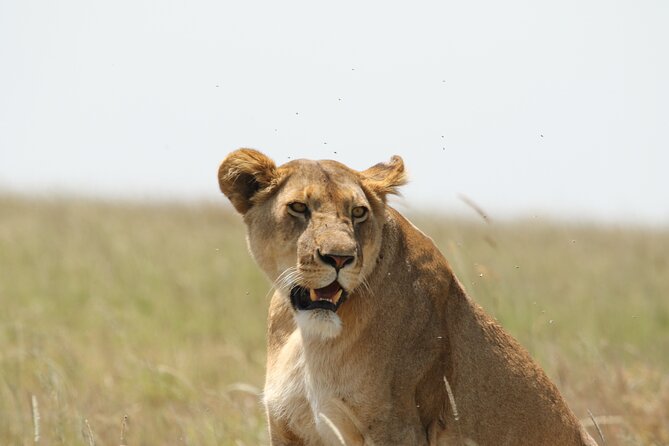 3-Day National Parks Safari From Arusha Including Tarangire - Comfortable Camping Accommodations