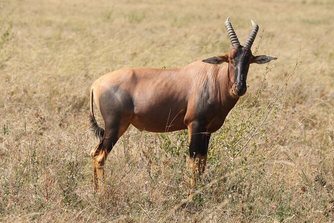 3-Day National Parks Safari From Arusha Including Tarangire - Meeting and Pickup Details