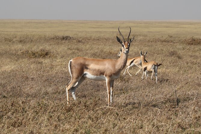 3-Day National Parks Safari From Arusha Including Tarangire - Important Tour Considerations