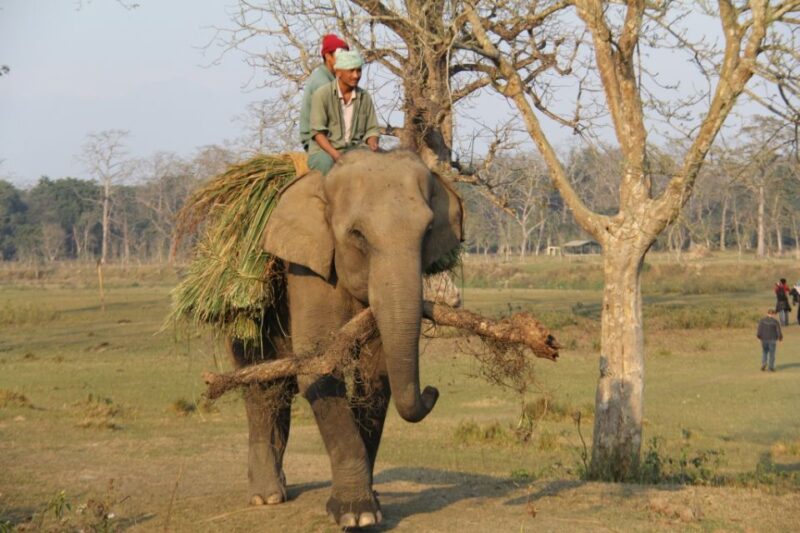 3 Day Nepal Chitwan Jungle Safari Tour From Kathmandu - Itinerary Breakdown