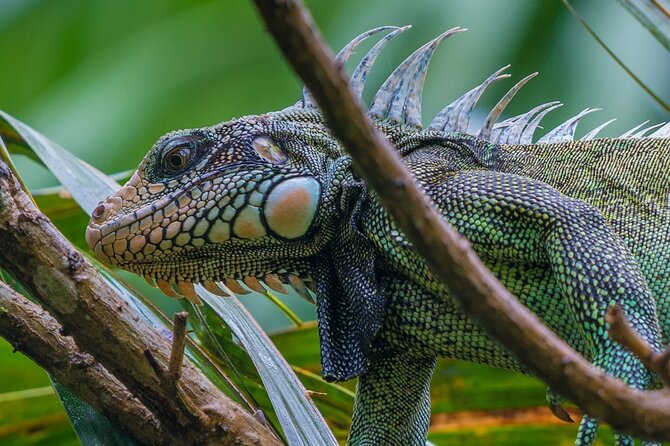 3 Day Pacaya Samiria Amazon Nature Reserve From Iquitos - Transportation Details