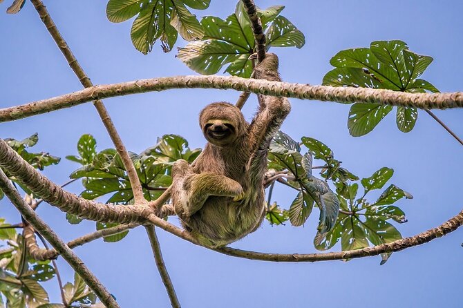 3 Day Pacaya Samiria Amazon Nature Reserve From Iquitos - Pacaya Samiria Flora and Fauna