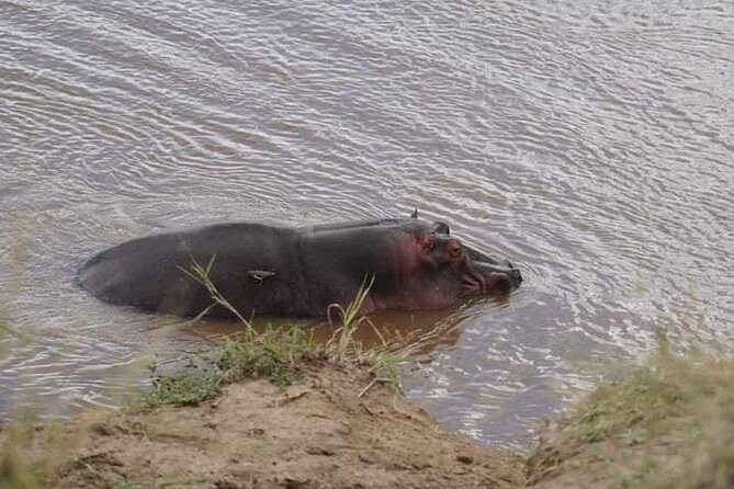 3 Day Private 4x4 Jeep Tour in Masai Mara Safari - Accessibility