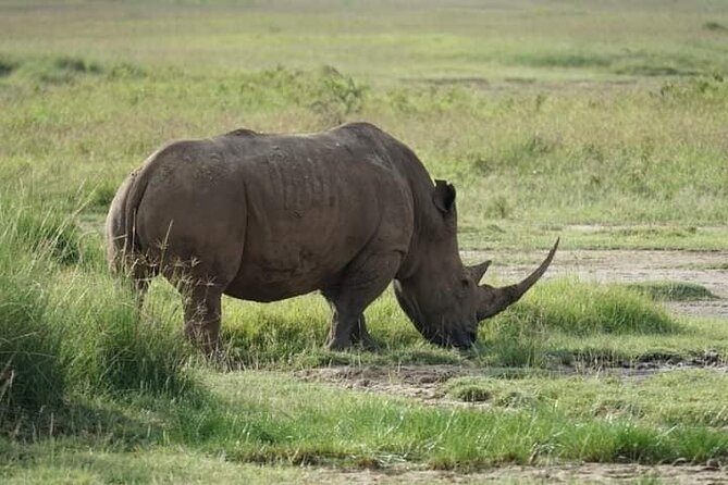 3 Day Private 4x4 Jeep Tour in Masai Mara Safari - Reviews and Ratings