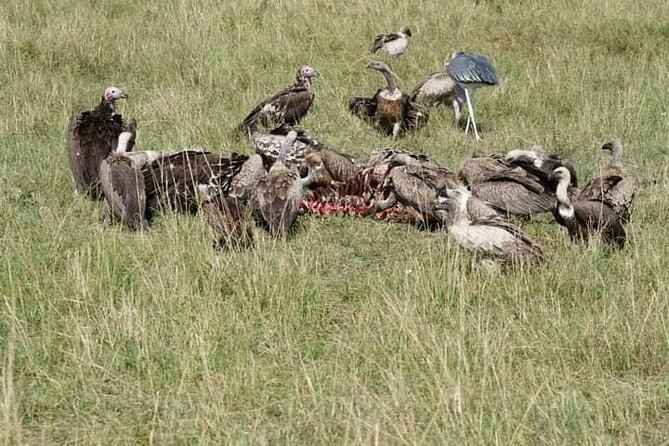 3 Day Private 4x4 Jeep Tour in Masai Mara Safari - What to Expect