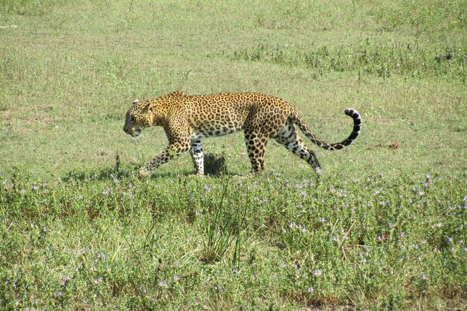 3-Day Private Guided Safari Tour in Yala National Park Sri Lanka - Key Points