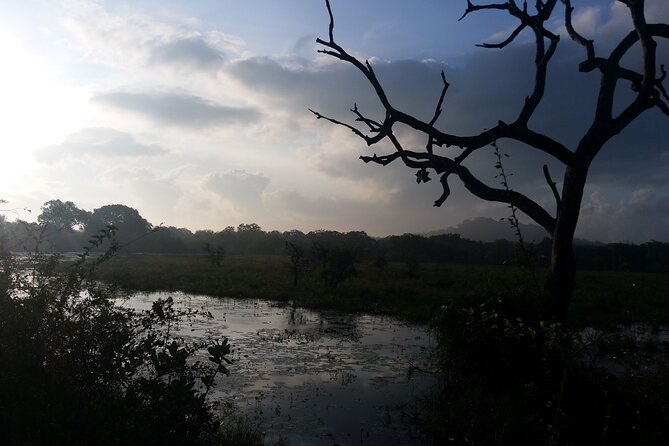 3-Day Private Guided Safari Tour in Yala National Park Sri Lanka - Pickup and Drop-off