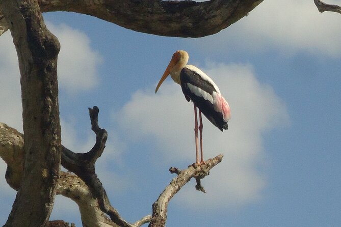3-Day Private Guided Safari Tour in Yala National Park Sri Lanka - Tour Schedule