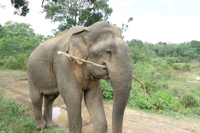 3-Day Private Guided Safari Tour in Yala National Park Sri Lanka - Exploring Yala National Park