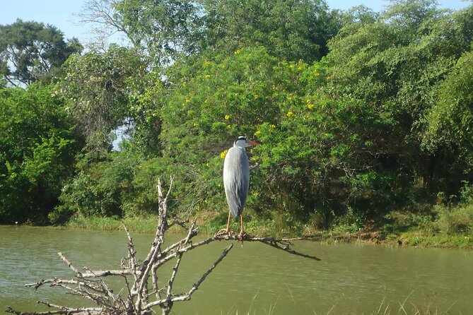 3-Day Private Guided Safari Tour in Yala National Park Sri Lanka - Memorable Moments