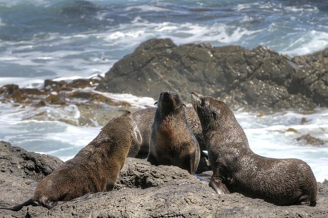 3-Day Private Guided Tour to Cape Town Top Attractions - Accessibility and Participation