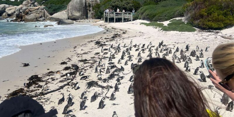 3-Day Private Guided Tour to Cape Towns Top Attractions - Daily Itinerary Highlights