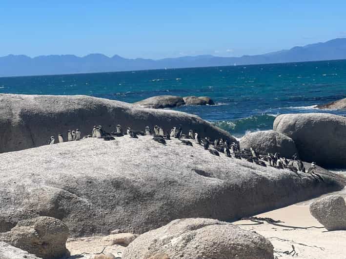 3-Day Private Guided Tour to Cape Towns Top Attractions - Tour Features