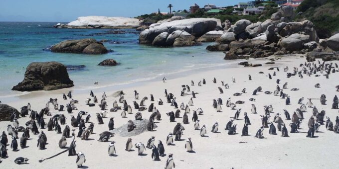 3-Day Private Guided Tour to Cape Towns Top Attractions - Award-Winning Winelands Tour