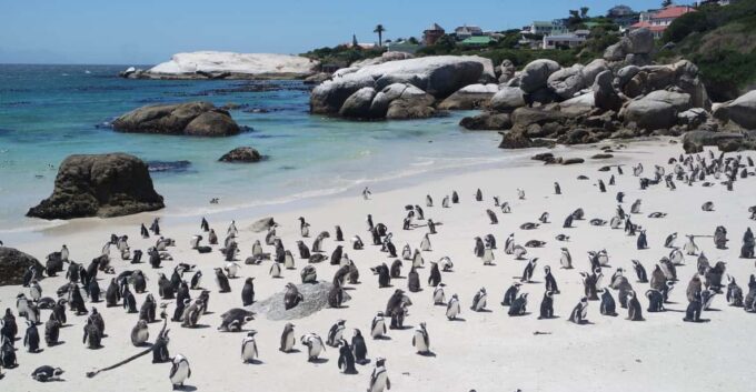3-Day Private Guided Tour to Cape Towns Top Attractions - Frequently Asked Questions