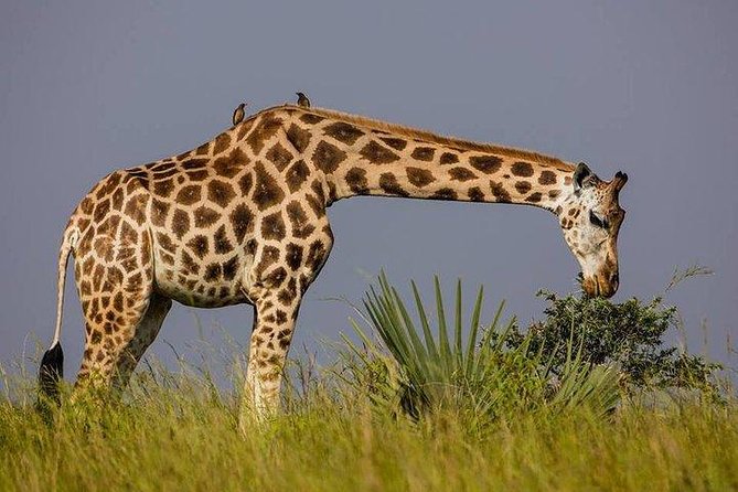 3 Day Private Safari to Murchison Falls National Park With Big Five Experience - Wildlife Sightings