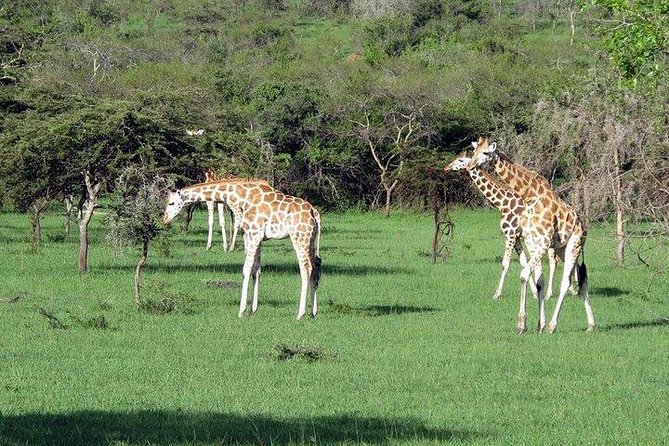 3 Day Private Safari to Murchison Falls National Park With Big Five Experience - Murchison Falls Cruise