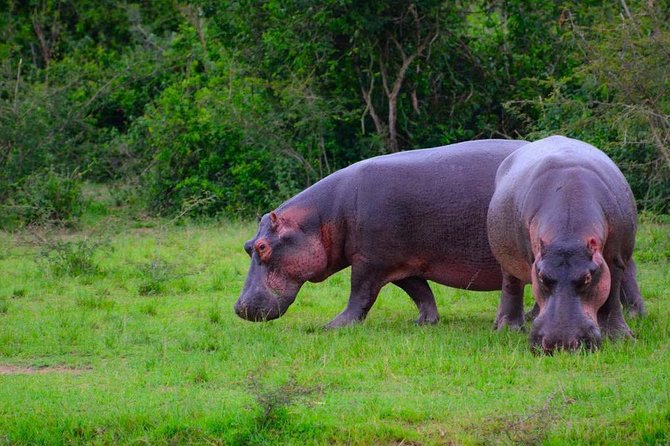3 Day Private Safari to Murchison Falls National Park With Big Five Experience - Budongo Forest Chimpanzee Tracking