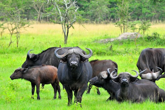 3 Day Private Safari to Murchison Falls National Park With Big Five Experience - Included Services