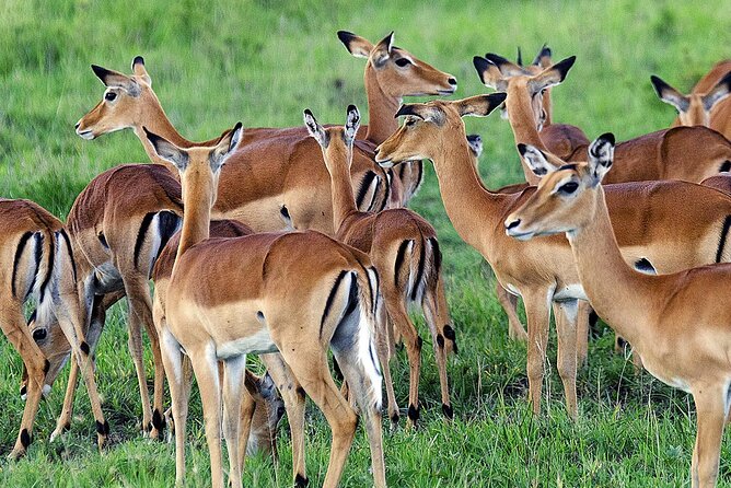 3 Day Private Safari to Murchison Falls National Park With Big Five Experience - Pickup and Accessibility