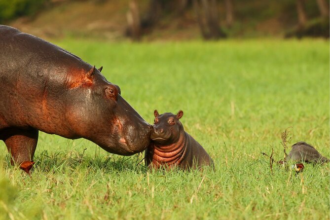 3 Day Private Safari to Murchison Falls National Park With Big Five Experience - Reviews and Recognition
