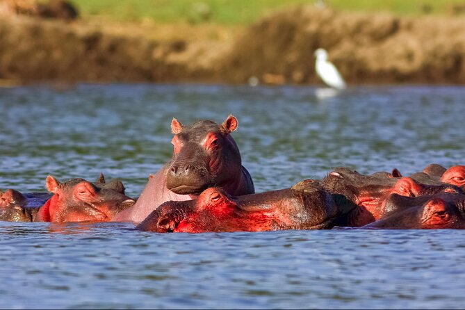 3 Day Private Safari to Murchison Falls National Park With Big Five Experience - Booking and Itinerary