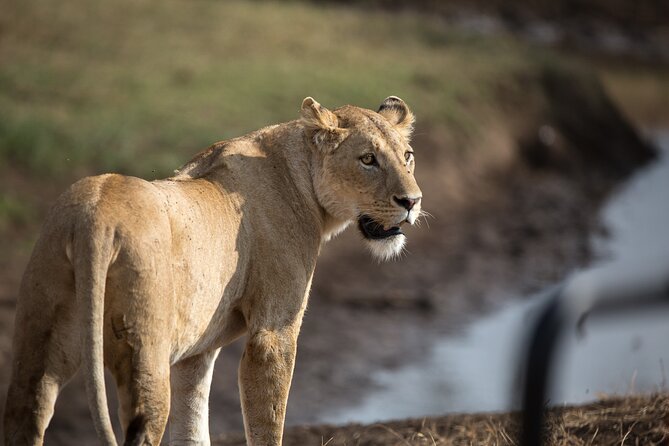 3 Day Private Serengeti Safari Tour With One Way Flight - Inclusions