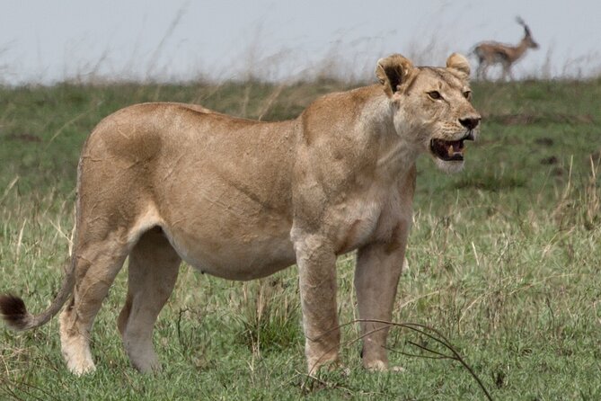 3 Day Private Serengeti Safari Tour With One Way Flight - Reviews