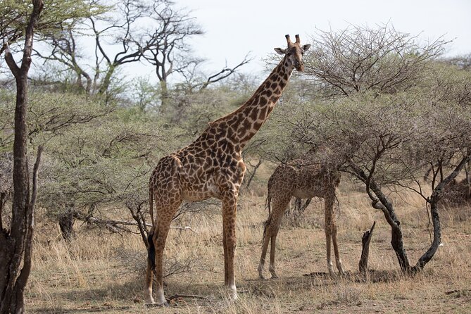3 Day Private Serengeti Safari Tour With One Way Flight - Additional Information