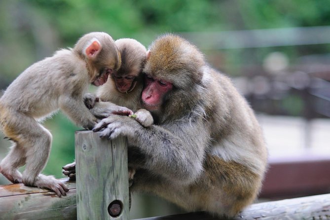 3-Day Private Tokyo and Nagano: Snow Monkeys, Tsukiji Market and Bullet Train - Additional Information