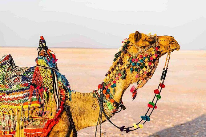 3 day private tour of Rann of Kutch from Ahmedabad - A Deep Dive into the Experience