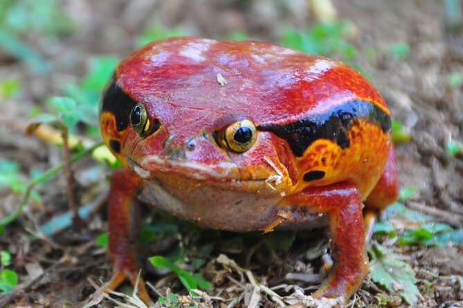 3-Day Private Tour to Andasibe National Park - Key Points