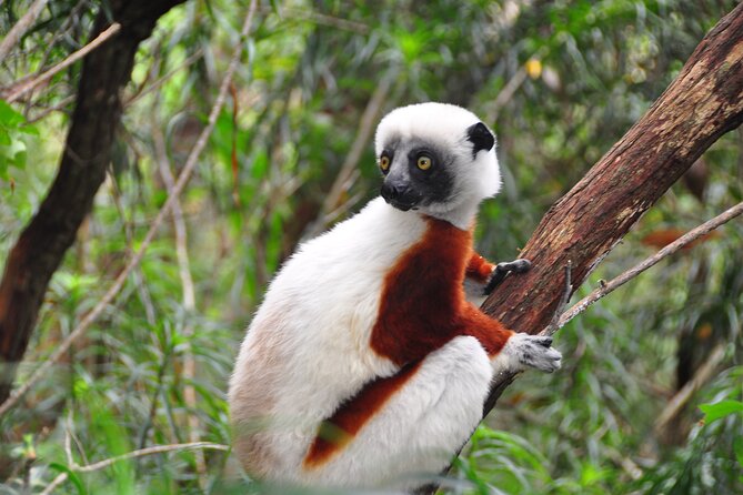 3-Day Private Tour to Andasibe National Park - Meeting and Pickup