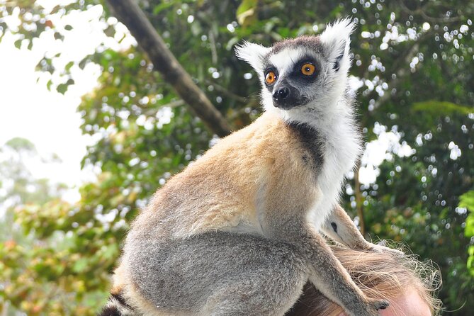 3-Day Private Tour to Andasibe National Park - Wildlife Encounters