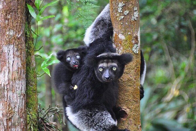 3-Day Private Tour to Andasibe National Park - Village Visit