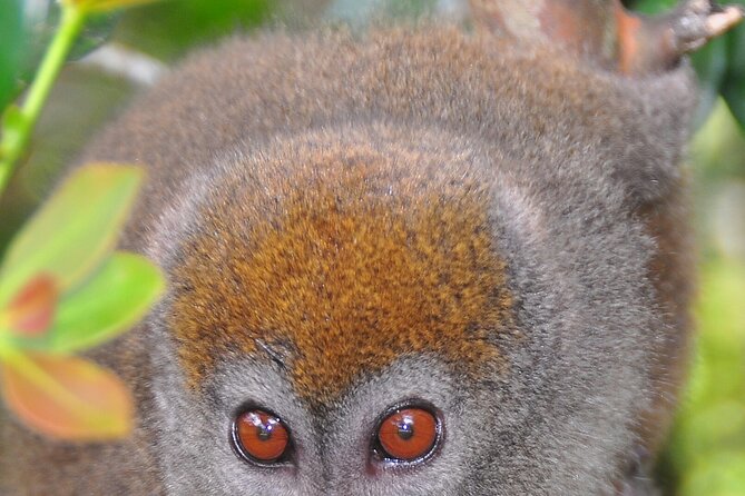 3-Day Private Tour to Andasibe National Park - Forest Exploration