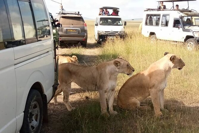 3 Day Private Wild Safari Tour in Maasai Mara - Meeting and Pickup