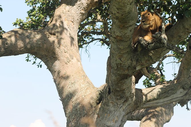3-Day Queen Elizabeth and Chimpanzees-Join a Group! - Safari Activities