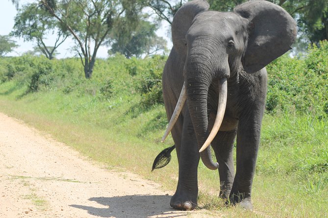 3-Day Queen Elizabeth and Chimpanzees-Join a Group! - Chimpanzee Trekking