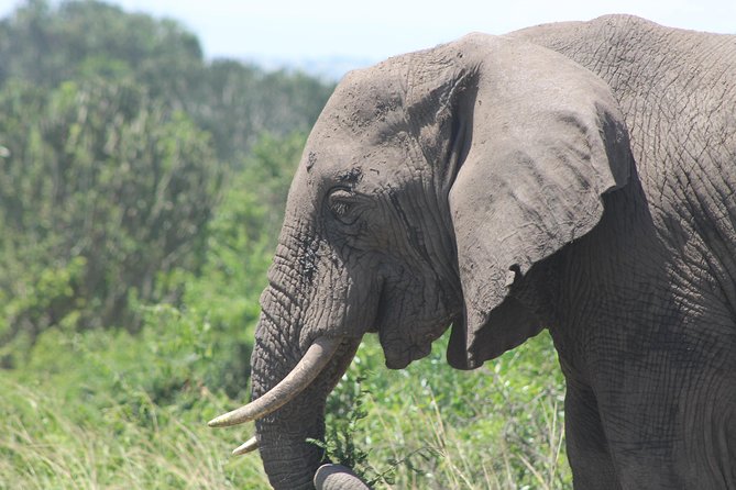 3-Day Queen Elizabeth and Chimpanzees-Join a Group! - Booking and Cancellation