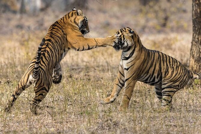 3-Day Ranthambhore Tiger Tour From Jaipur to Taj Mahal Agra Ending in Delhi - Tour Overview and Highlights