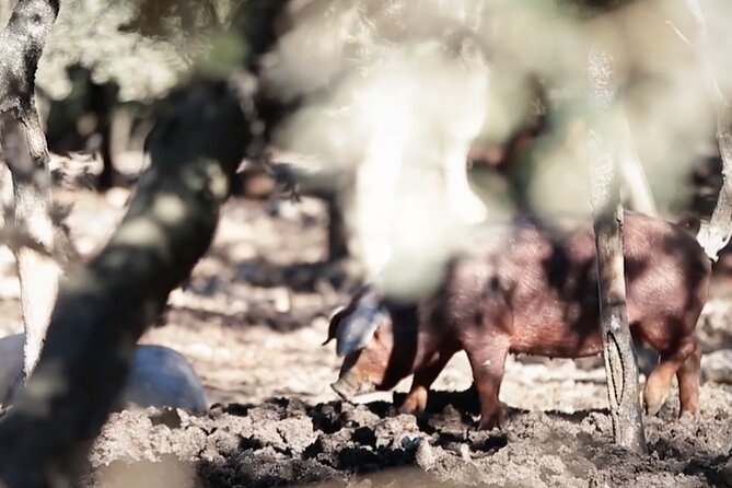 3-Day Rural Experience in the Valley of Ocón - Visiting the Beekeeping Farm